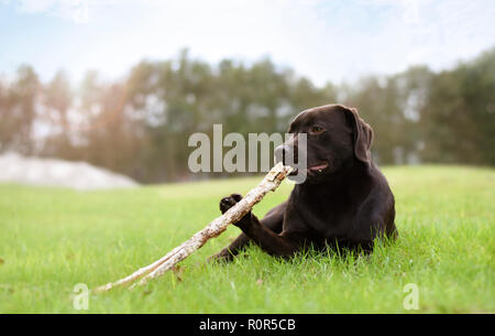 Puppy hold a wooden branch with his paw lying down in grass with forest on background on a summer day Stock Photo