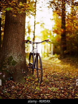 Bicycle in the forest against a tree in autumn, foliage, warm colors Stock Photo
