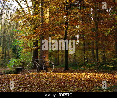 Bicycle in the forest against a tree in autumn, foliage, warm colors Stock Photo