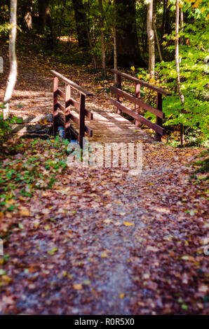Small Forest Bridge Small Bridge in bright green forest. Natural composition in dutch woods ...