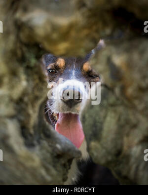 A tri-coloured border collie looking directlly at the camwera through a hole in a tree with one eye closed. Stock Photo