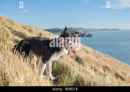 A tri-coloured border collie stood on the slopes of the South West Coastal path near Lulworth Bay looking along the coastline Stock Photo
