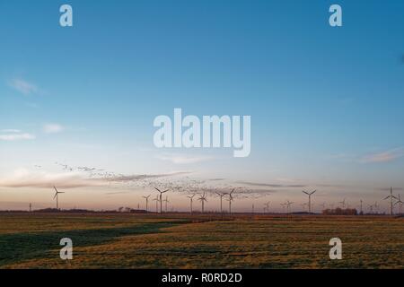 Barnacle geese flying over wind turbines, East Frisia, Lower Saxony, Germany Stock Photo