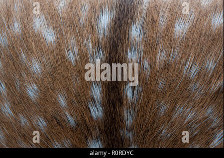 Texture of young deer skin. Fur background Stock Photo