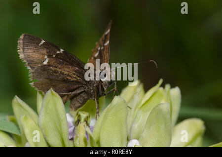 Southern Cloudywing, Cecropterus bathyllus, female on green milkweed, Asclepias viridis Stock Photo