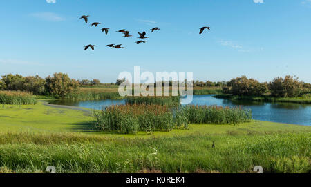 Flying Glossy ibises (Plegadis falcinellus), Marshes, Doñana National Park, El Rocina, Coto de Doñana National Park Stock Photo