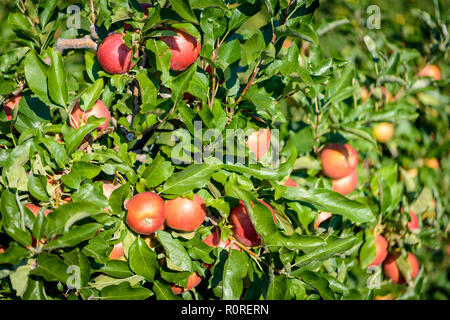 Red apples hanging on apple tree, apple plantation, Trentino, South Tyrol, Italy Stock Photo