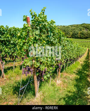 Blue grapes, vineyard, Lake Caldaro, Caldaro, Trentino, South Tyrol, Italy Stock Photo