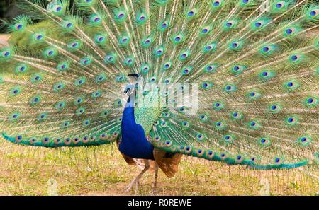Indian peafowl (Pavo cristatus) beats a wheel, France Stock Photo