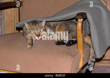 Cat Nap under blanket Stock Photo