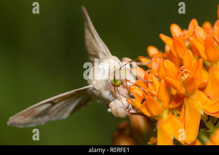 Corn Earworm Moth, Helicoverpa zea, on orange milkweed, Asclepias tuberosa Stock Photo