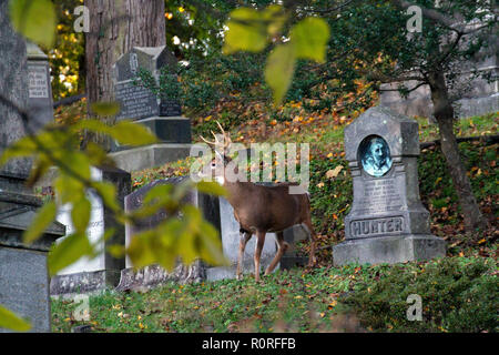 Deer grazing at Oak Hill cemetery adjacent to Rock Creek Park in Washington, DC, November 2018 Stock Photo