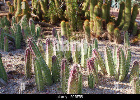 A cluster of young Xoconostle cacti growing in the desert of Arizona, USA