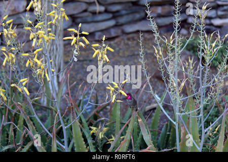 Anna's Hummingbird in midflight, feeding on yellow aloe vera flowers, in the desert of Arizona, USA Stock Photo