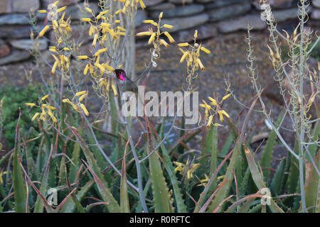 Anna's Hummingbird in midflight, feeding on yellow aloe vera flowers, in the desert of Arizona, USA Stock Photo