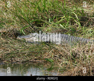 An American alligator resting next to a lake in a remote South Florida Stock Photo