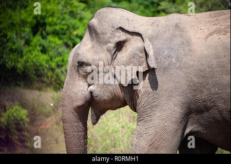 Close up of a young bull elephant (elephus maximus indicus) emerging from bushland. Stock Photo