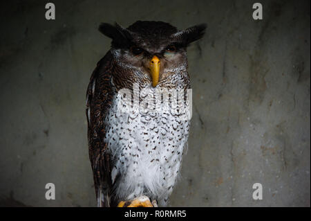 Malay Eagle Owl Stock Photo - Alamy