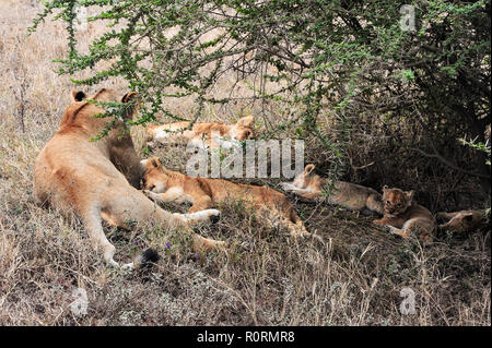 Midday in the Serengeti -  a lioness and cubs rest in the shade of an acacia tree Stock Photo