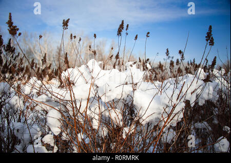Sumac bushes covered in  snow, with red seed heads silhouetted against a blue sky Stock Photo