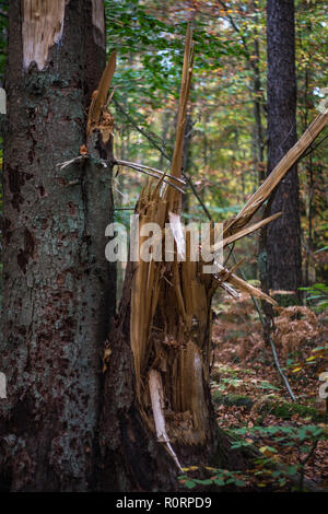 broken tree in a forest in germany Stock Photo