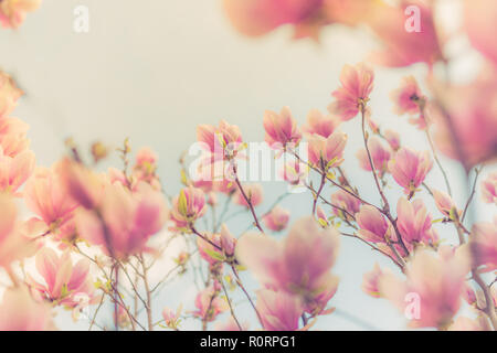Beautiful floral spring abstract background of nature. Pastel colors of blossoming apricot macro with soft focus on gentle light blue sky background Stock Photo