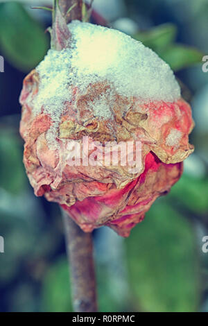 Close up of rosebud covered in ice and snow Stock Photo
