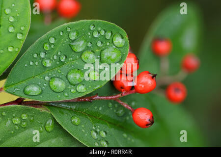 Cotoneaster berries and leaves with raindrops in autumn. Stock Photo