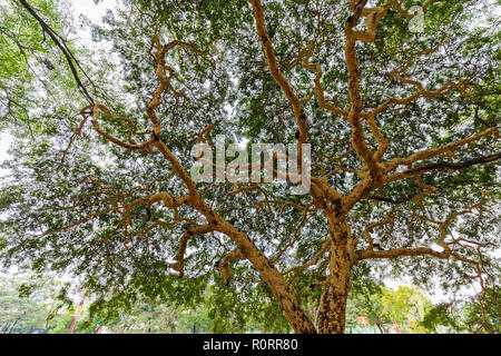 Twisted branches of acacia tree Vachellia leucophloea in Mingun ...