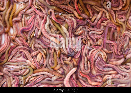 Sand worms in Vietnamese market, ingredient for local traditional food Stock Photo