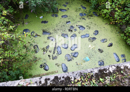 Rubbish which has been dumped in the a canal. The green coloured water is filled with black plastic bags of rubbish. Stock Photo