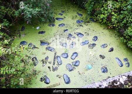 Rubbish which has been dumped in the a canal. The green coloured water is filled with black plastic bags of rubbish. Stock Photo