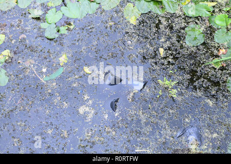 Rubbish which has been dumped in the a canal. The green coloured water is filled with black plastic bags of rubbish. Stock Photo