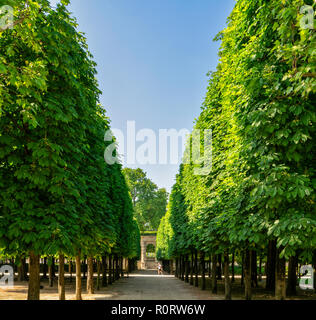 Joggers running down a tree lined avenue in the Tuileries Gardens, Paris, France Stock Photo