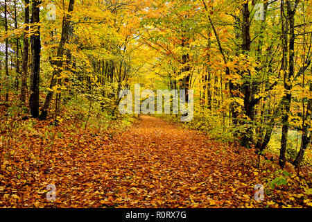 A horizontal landscape image of a country lane that is covered with leaves that have fallen from the trees in rural Sussex New Brunswick Canada. Stock Photo