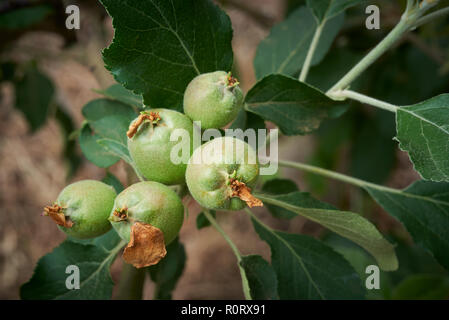 Close-up of petal fall and early fruit set on Jonathan Aple variety. Stock Photo