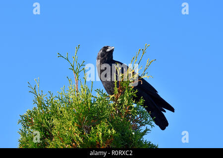 A common crow (Corvus brachyrhynchos), perched on the top of a cedar tree in rural Alberta Canada Stock Photo