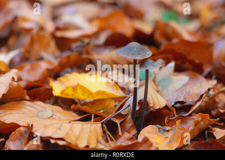 Pair of Mycetinis alliaceus mushrooms growing between orange leafs Stock Photo