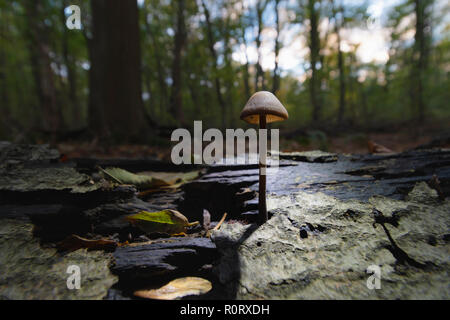 Fungus mushroom Mycetinis alliaceus growing from branch. Shining sun from behind. Stock Photo