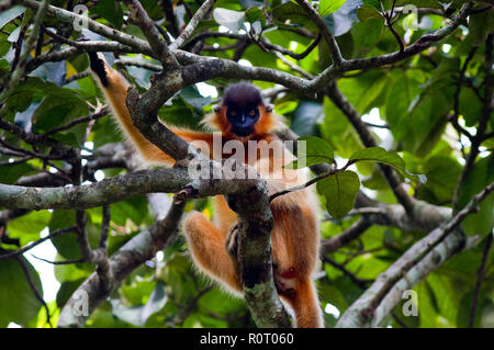 A Capped Langur (Trachypitheus pileatus), locally called Mukh Pora Hanuman in Satchari National Park. Habiganj, Bangladesh. Stock Photo