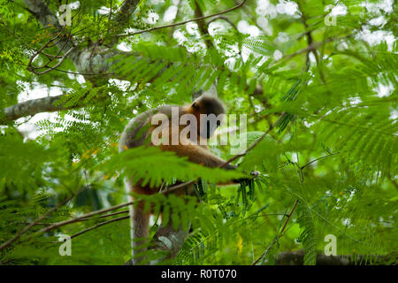 A Capped Langur (Trachypitheus pileatus), locally called Mukh Pora Hanuman in Satchari National Park. Habiganj, Bangladesh. Stock Photo