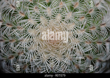 Pincushion Cactus, Echinocereus riechenbachii Stock Photo