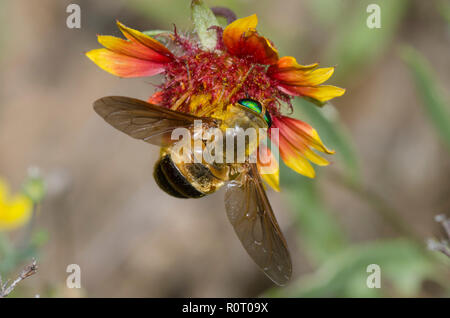 Horse Fly, Esenbeckia incisuralis, on blanket flower, Gaillardia sp. Stock Photo