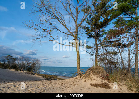 Sand dune overlooking lake Michigan on a bright and sunny fall day. Stock Photo