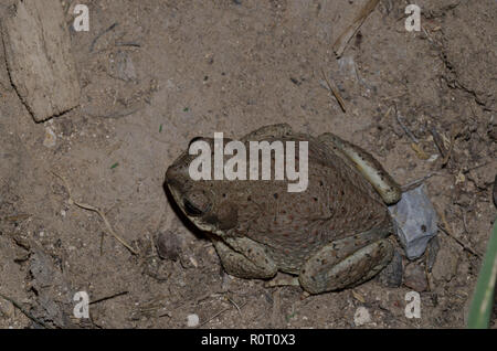 Red-spotted Toad, Bufo punctatus Stock Photo