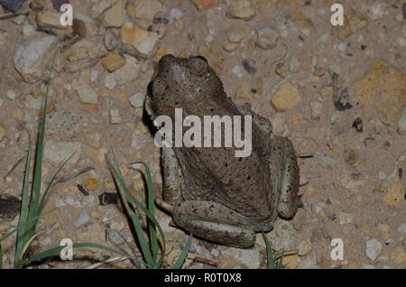 Red-spotted Toad, Bufo punctatus Stock Photo