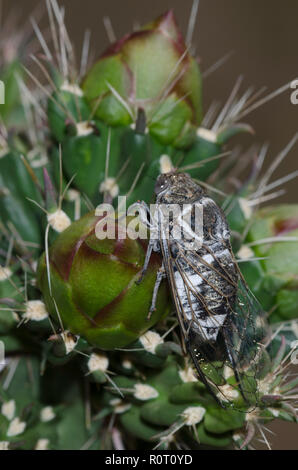 Common Cactus Dodger, Cacama valvata, perched on cholla, Cylindropuntia imbricata Stock Photo