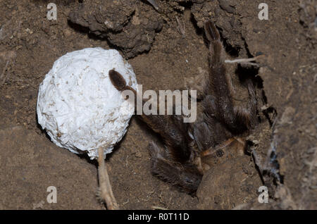 Oklahoma Brown Tarantula, Aphonopelma hentzi, female with egg case Stock Photo