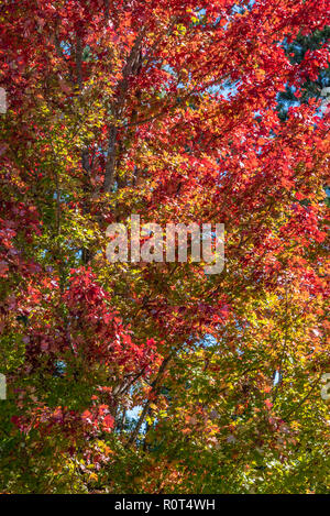 Colorful fall leaves on a large maple tree in Metro Atlanta, Georgia. (USA) Stock Photo