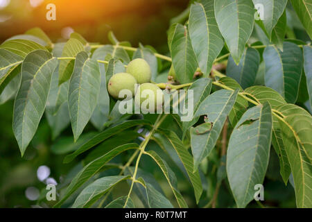 Green young walnuts ripen on branch of tree with green leaves after rain in sunny day. Concept of growing. Stock Photo